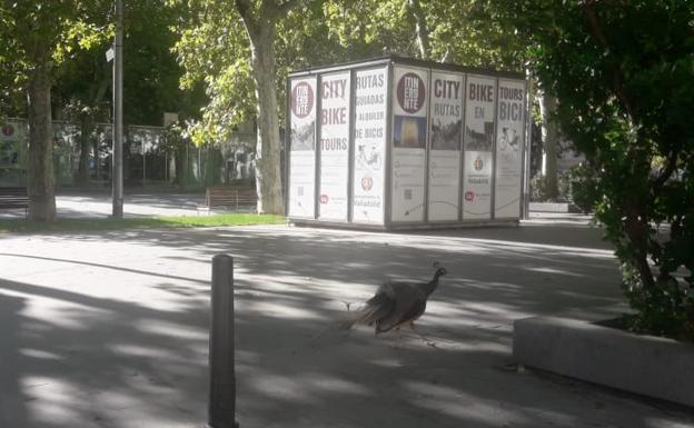 Los pavos reales pasean por la Acera de Recoletos de Valladolid
