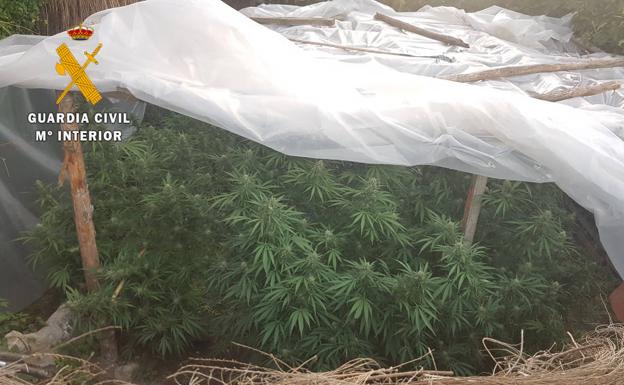 La Guardia Civil decomisa 36 plantas de cannabis y 125 kilos de marihuana en Ciudad Rodrigo
