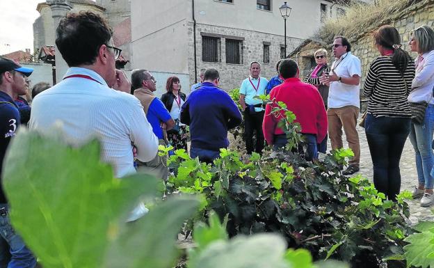 Mucientes se prepara para mostrar a los visitantes el proceso de la vendimia