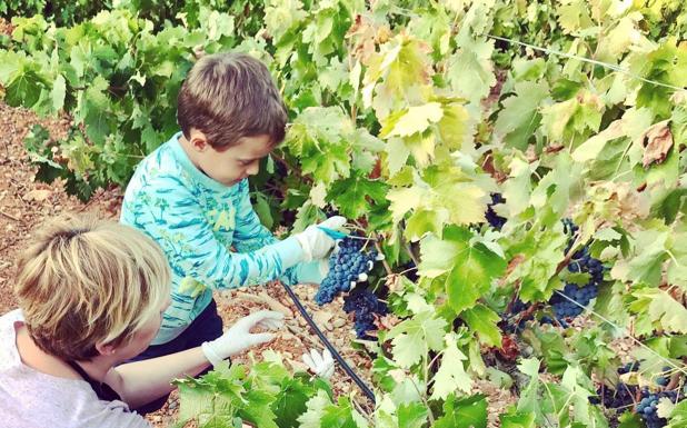 Los escolares disfrutan de una jornada de vendimia en Liberalia