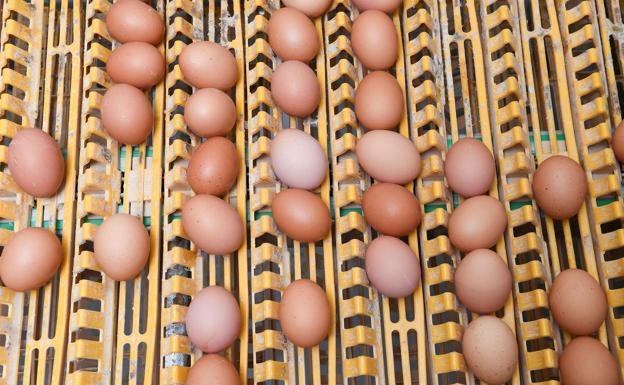 La situación está «bajo control» tras retirar los huevos sospechosos de 40 salmonelosis de Vizcaya