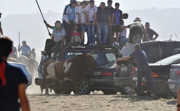 Un caballo desbocado y solo un toro en el coso complican el encierro campero de Mojados