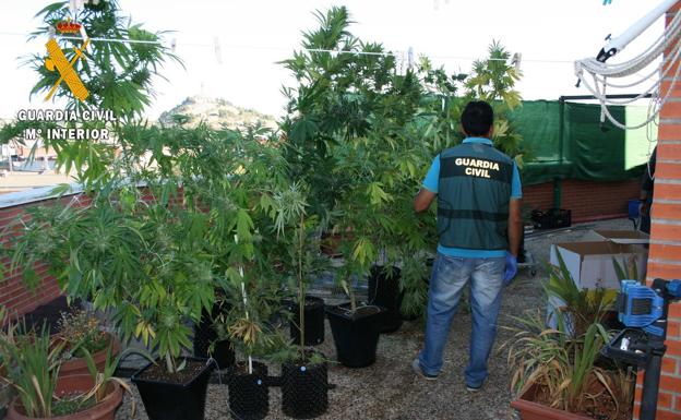 Detienen a un hombre que cultivaba doce plantas de marihuana en la terraza de su casa de Palencia