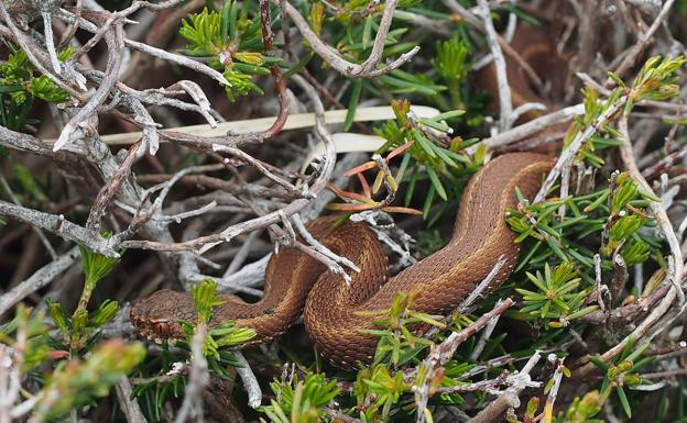 El Ayuntamiento de Herrera de Pisuerga reclama sosiego ante el aumento del número de víboras