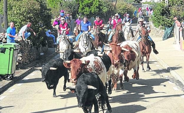 Rápido y limpio encierro a caballo en El Maíllo
