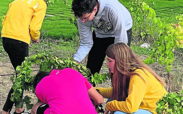 Los escolares aprenden a vendimiar