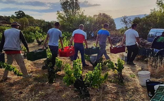 La DOP Cebreros pone fin a una vendimia marcada por la sequía con 665.000 kilos de uva