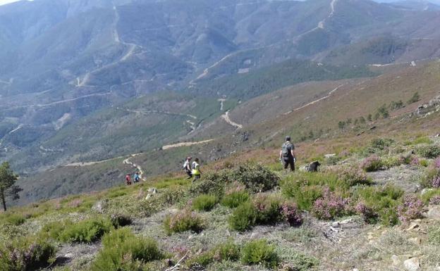 La Junta y Red Eléctrica plantarán 49.000 árboles en una zona calcinada en el año 2003 en Agallas