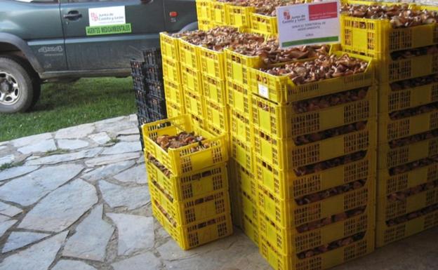 Continúan las acciones de control de recolección y comercialización de setas con la inmovilización de tres nuevos vehículos en Soria