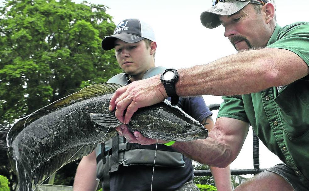 Un invasor escurridizo