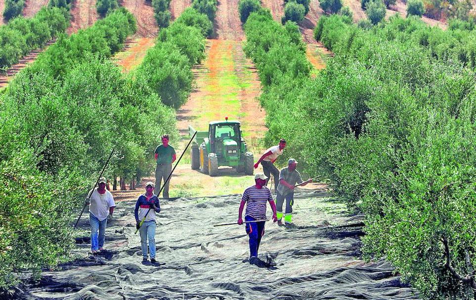 Asedio al olivar