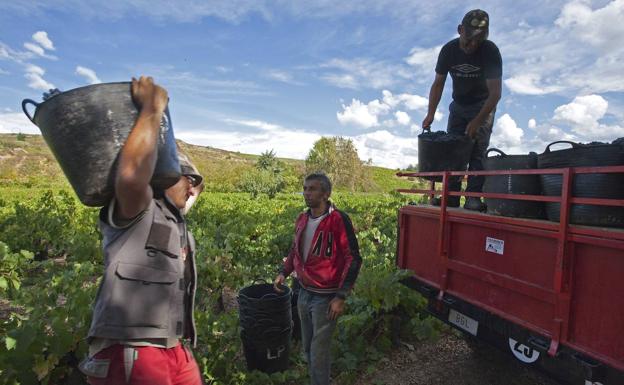 La DO Bierzo supera los 13 millones de kilos de uva, el 19% más que en la vendimia anterior