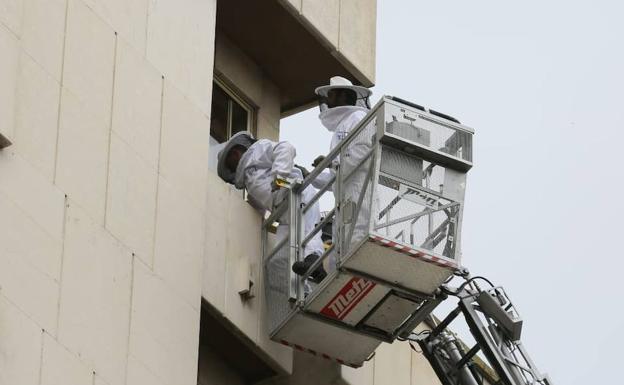 Los Bomberos de Valladolid retiran un nido de avispas en la calle Huelgas