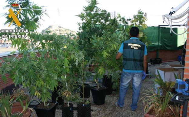 Las incautaciones de marihuana se quintuplican en la provincia de Palencia