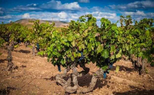 Ribera del Duero cierra la vendimia con 96 millones de kilos de uva de «excelente» calidad