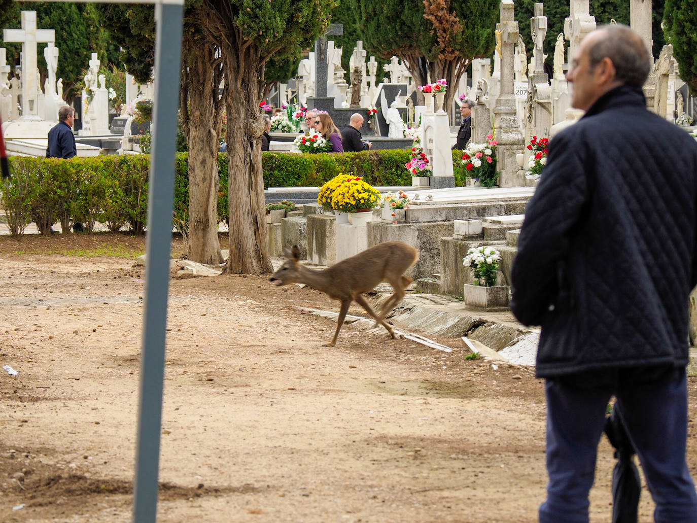 Un corzo sorprende en el cementerio a los vallisoletanos en el Día de Todos los Santos