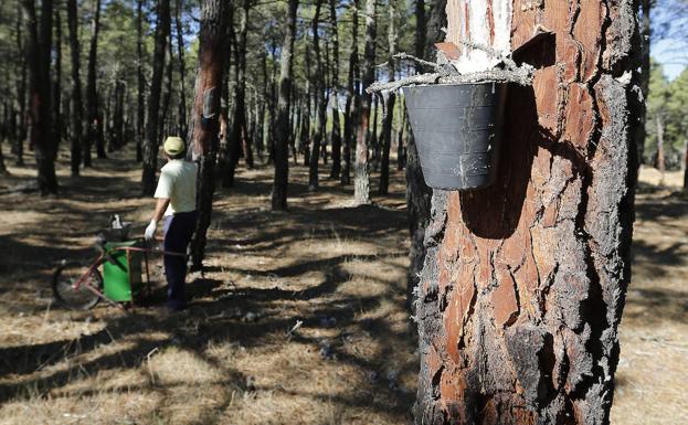 El incierto mercado lleva a Resinas Naturales a revisar a la baja el precio que paga a temporeros de Segovia y Valladolid