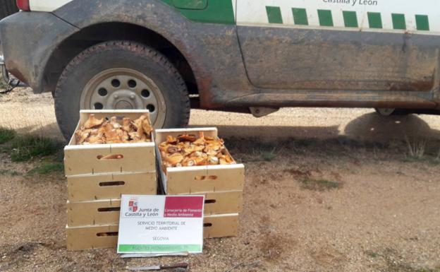 Le pillan con 36 kilos de níscalos recolectados de forma irregular en el maletero del coche