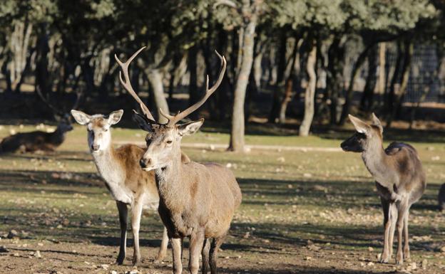 El Seprona y la Junta inspeccionan un núcleo zoológico de Zamora en el que un ciervo hirió a dos hombres