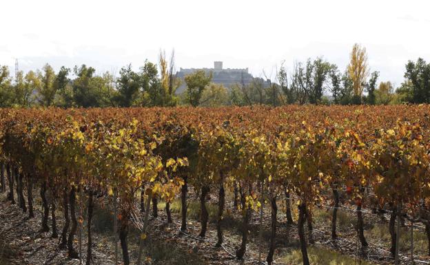 Ribera del Duero, Rueda y Toro modifican su pliego de condiciones para reforzar la calidad