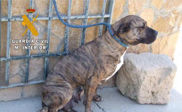 Dos años y seis meses de cárcel al dueño de cuatro perros que mataron a un hombre en Salamanca