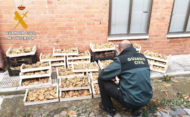 Denuncian a diez vecinos de Peñafiel que recolectaban níscalos sin licencia en un monte de Palencia