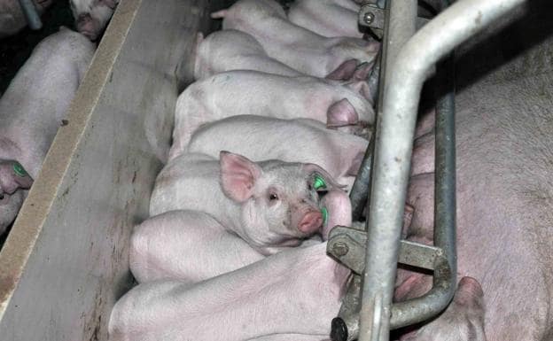 La Junta ha otorgado en tres años la autorización ambiental a trece macrogranjas de cerdos en Segovia