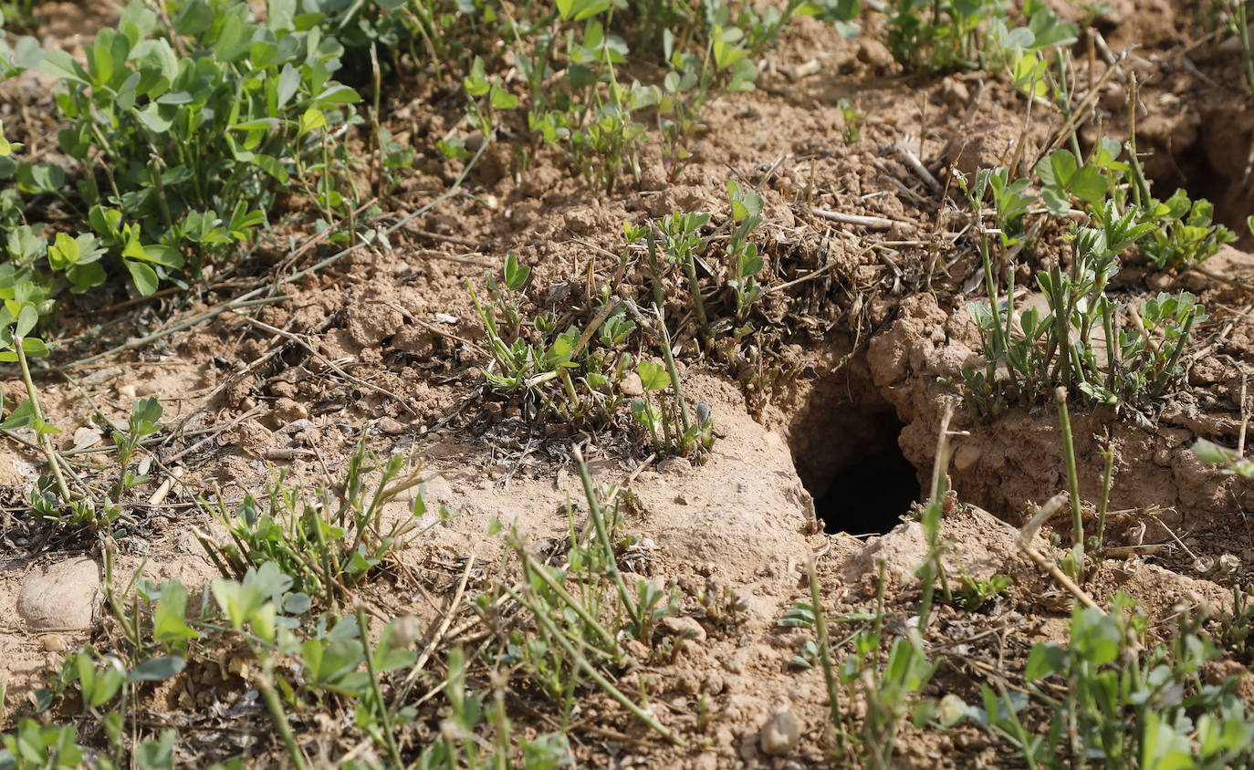 Confirmados tres nuevos casos de tularemia en Palencia que suman 60 afectados en la provincia