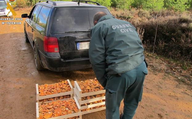 Las sanciones por recolección ilegal de setas en Palencia se multiplican por 12