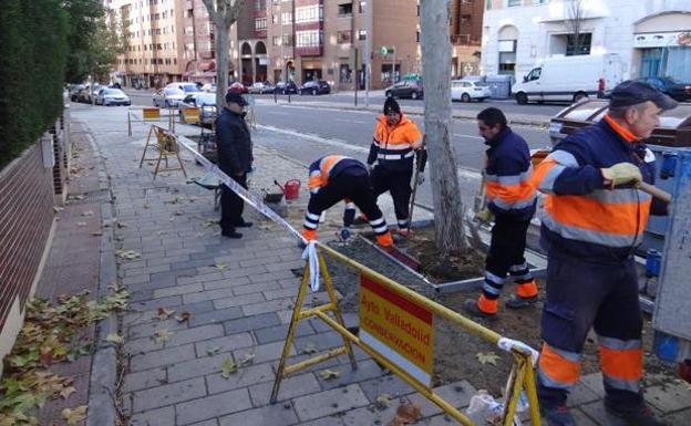 La guerra contra los daños de las raíces cuesta un millón de euros en las calles de Parquesol