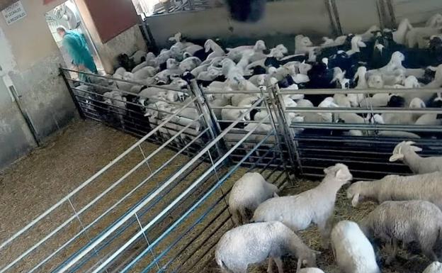 El TSJCyL avala el despido de un operario de un matadero de Riaza por no aturdir a los corderos antes de ser sacrificados