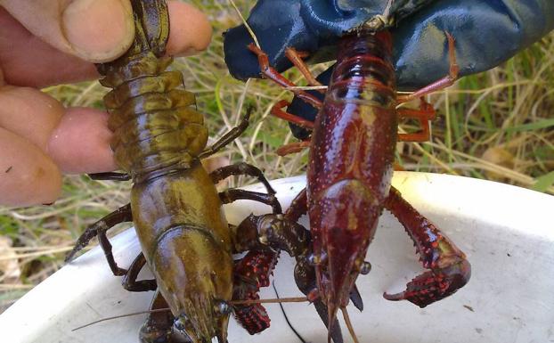 El cangrejo rojo y señal se podrán capturar sin cupo ni talla entre los meses de junio a diciembre de 2020