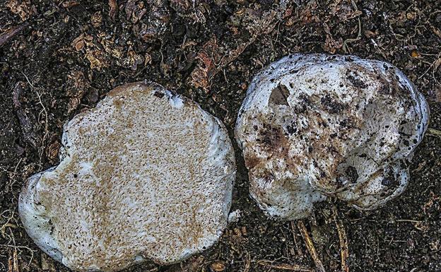 El raro ejemplar de hongo hallado en un excremento de conejo en Cuéllar