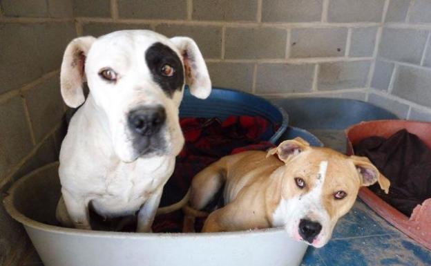 Condenado a 13 meses de cárcel y a pagar 3.000 euros por maltrato animal en Zamora