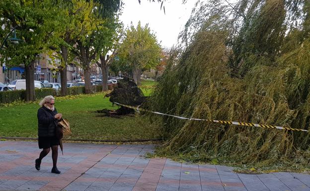 El fuerte viento derriba un sauce llorón del paseo de Salamanca de León capital