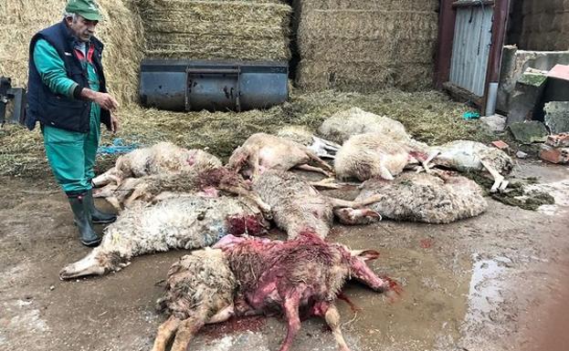 El lobo mata una docena de ovejas en una explotación ubicada a 14 kilómetros de la capital zamorana