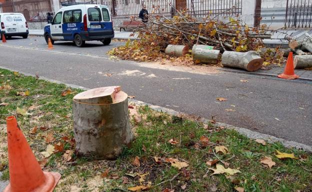 Talan cuatro árboles en el Paseo de Filipinos de Valladolid por riesgo de desplome