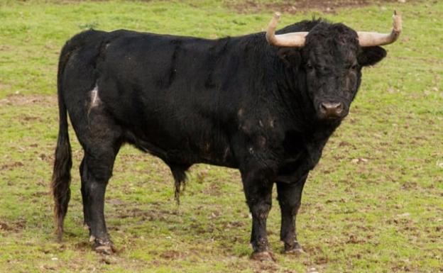 Campanero, León y Negrero optan a ser el décimo Toro del Antruejo de Ciudad Rodrigo