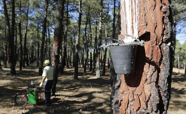 Cinco industrias garantizan que mantendrán los precios de la resina