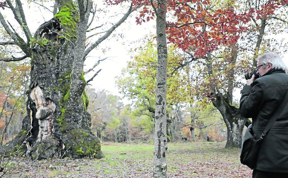 Un poema vegetal labrado por el tiempo