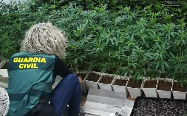 Investigan a dos personas por cultivar una plantación interior de marihuana en la comarca de Sanabria
