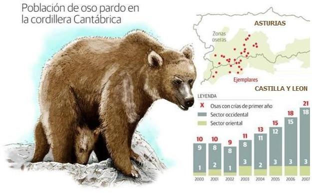 El número de osas reproductoras creció un 68% en los últimos diez años