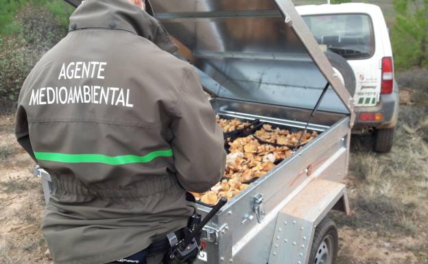 Decomisados 230 kilos de níscalos en la comarca segoviana de Boceguillas y Riaza