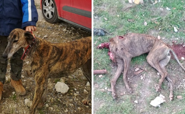 Entran a la finca de un cazador de Campaspero y decapitan a una galga