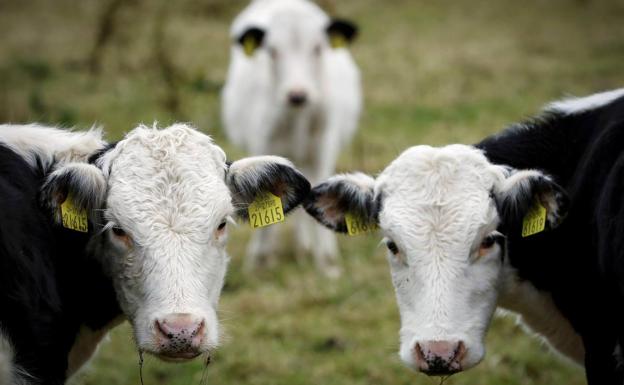 La UPA considera «irresponsables» las declaraciones que culpan a las vacas del cambio climático