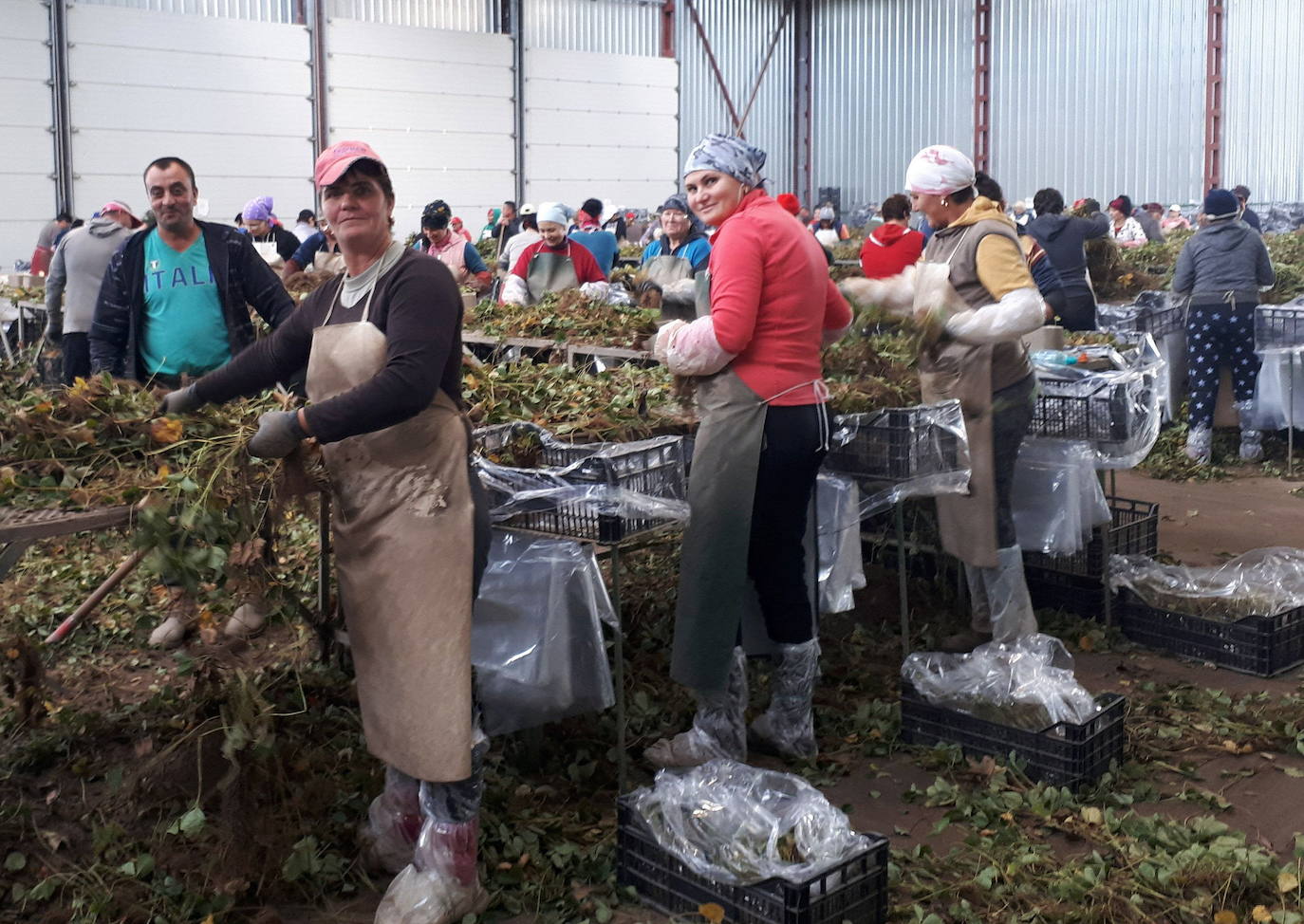 La provincia salva la campaña de la fresa con 254 temporeras marroquíes