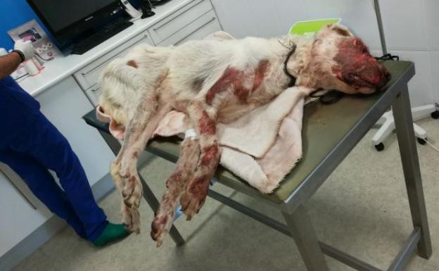 Nueve meses de prisión por partirle el cráneo a su perra y arrastrarla con el coche