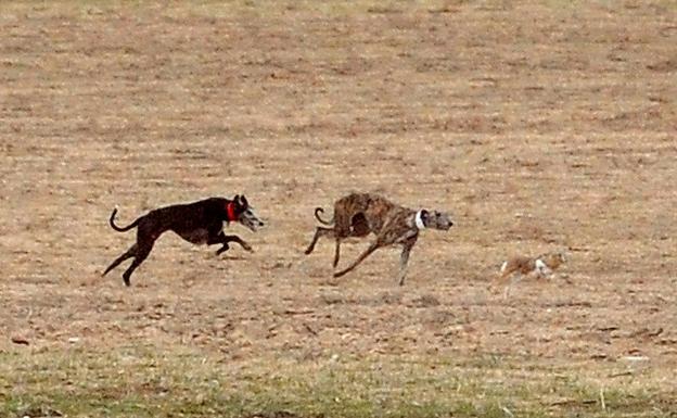 La final de galgos de Castilla y León se aplaza por la previsión de lluvias este fin de semana