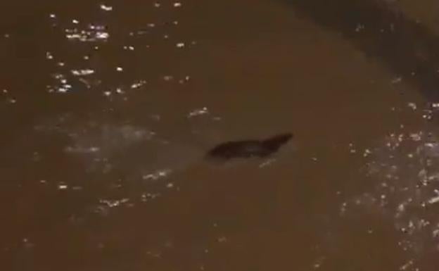 Una nutria intenta salvarse de la riada del río Bernesga en la capital