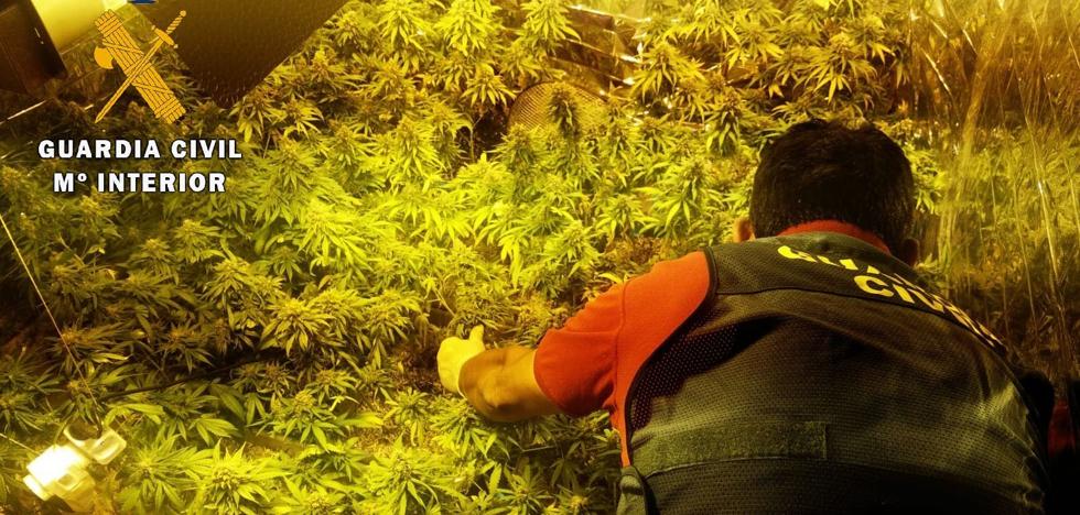 La rentabilidad de la marihuana 'indoor' provoca que históricos narcos de la comunidad se pasen a este cultivo